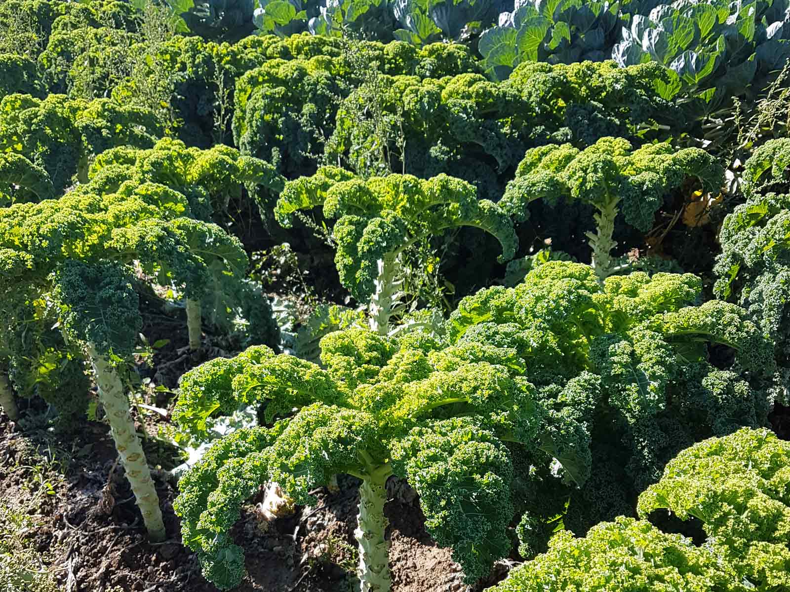 Federkohl aus Boningen vom Kreuzplatzhof