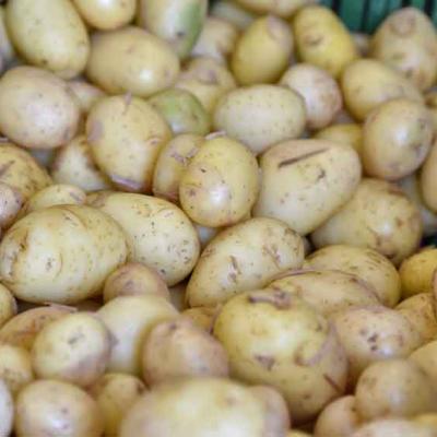 Kartoffeln vom Kreuzplatzhof