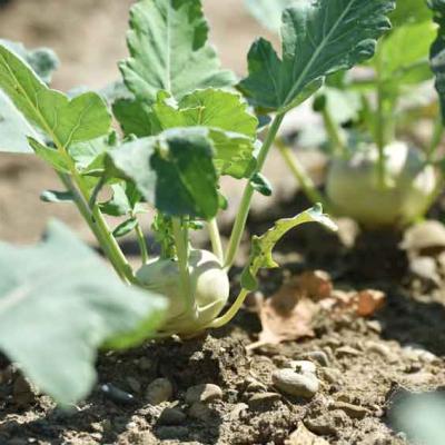 Kohlrabi vom Kreuzplatzhof