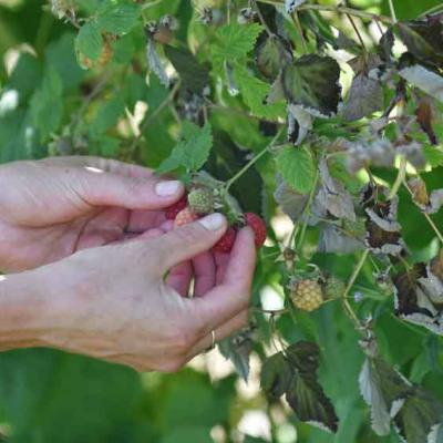 01 Beeren Fruechte Kreuzplatzhof