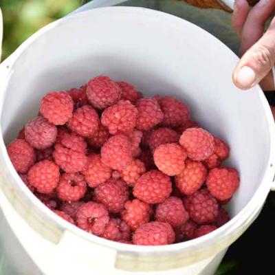 02 Beeren Fruechte Kreuzplatzhof