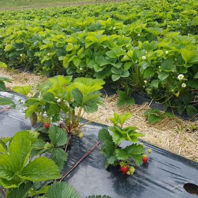 04 Beeren Fruechte Kreuzplatzhof