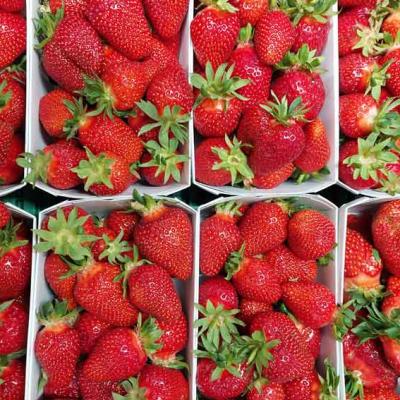 05 Beeren Fruechte Kreuzplatzhof