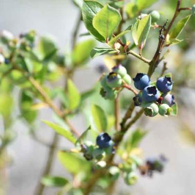 06 Beeren Fruechte Kreuzplatzhof
