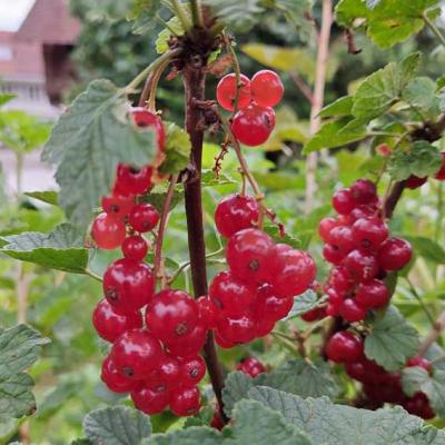 Johannisbeeren